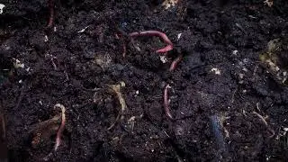 Crawling earthworms