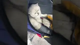angry 😠 cat 🐱 want to hit 👊👊and bite a doctor 👨‍⚕️ | cat | kitten 
