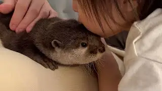 子供にちゅーされて満更でもないカワウソ！ An otter being kissed by a child!