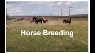 Horse Breeding 2021 | Livestock Management | Tennessee Walking Horse