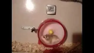 Отпадные хомячки