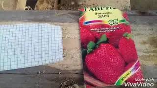 Выращивание земляники