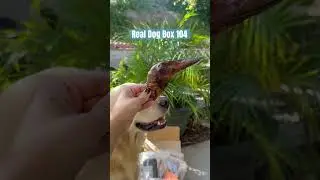 Real Dog Box 104 is here! 🙌🏼 