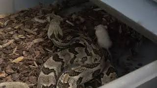 Timber Rattlesnake injects live mouse with venom!
