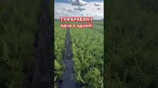 (Почти) идеальная РОССИЙСКАЯ ТУЯ