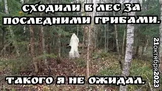 За грибами 21 октября. Серпуховской район. Нашёл то, чего даже не ожидал, и немного грибов.