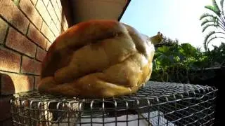 Pumpkin Rot Time Lapse