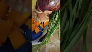 У Бананчика на завтрак тыква!