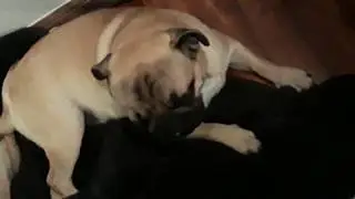 Jing-Mei dreams of her papaw