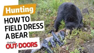 How to field dress a bear