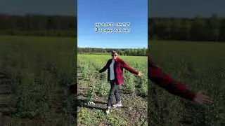 ОГО! Озимый РАПС в Мордовии?