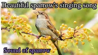 Love Birds Sounds||Beautiful and peaceful sound of sparrow #birdssound#lovebirds