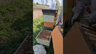Способ против роения пчёл! 