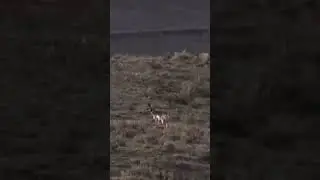 Pronghorn long shot (animal hunting #94)
