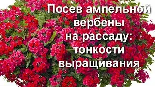 Проверенный способ! Как вырастить вербену из семян. Посев ампельной вербены на рассаду