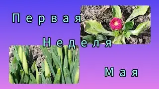 Первая неделя Мая.