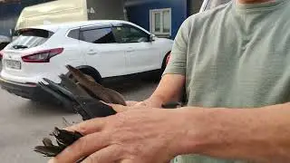 24.08.2024г Ярмарка Воронеж ч. 2