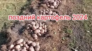 грядки поздней картошки на целине 2024. сад и огород. Дачный Быт.