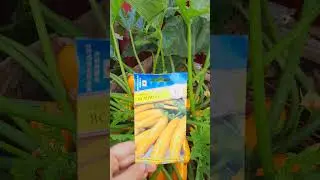 Урожайный сорт Кабачка/Небывалый урожай Кабачка/Сорта Урожайного Кабачка 