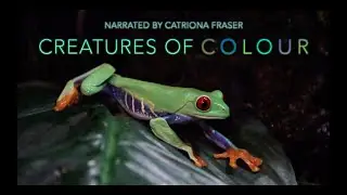 Creatures of Colour