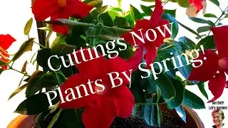 Mandevilla - How to Propagate Step by Step - Fast Results!