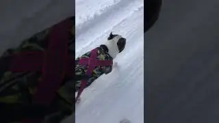 Амстафф таскает покрышку