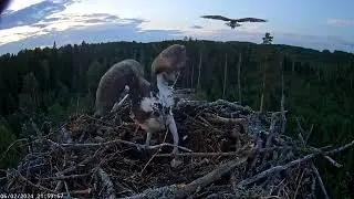 The attack of an alien osprey on the nest of Iiris and M1 lasted more than an hour. 02-06-2024.