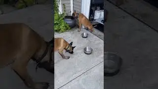 Who's the Top Dog? Analyzing Dominance Between Two Male Puppies.