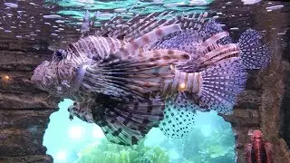 Largest Indoor Aquarium Fish