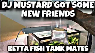 BETTA FISH TANK MATES