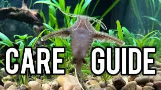 Should YOU get an Anchor Catfish? (Care Guide)