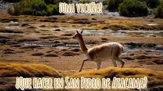 ¿Que hacer en San Pedro de Atacama? I Un Viajero Joven.