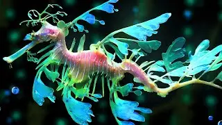 Leafy Sea Dragon Facts: Leafy DRAGON of the SEA | Animal Fact Files