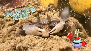 角眼沙蟹新寵物跟著我澎湖花火節回來😆 養了兩週 #澎湖花火節 #角眼沙蟹#迪士尼100週年 #超療癒#吃飯小聲點🤫# Ocypode ceratophthalmus#萌寵出道計劃