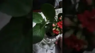 Фиалки  расцвели.И мои новые цветочки.
