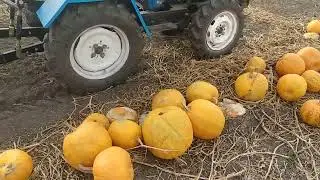 Молотим гарбуз ДАНКА ПОЛЬКА