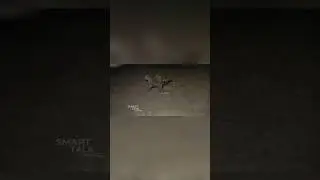 Ночь с ГИЕНАМИ для спасения льва 🦁🚑