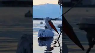 amazing bird   😳#shorts #viralshorts #fish #fishing #amazingfish #trendingshorts #tiktok #cow