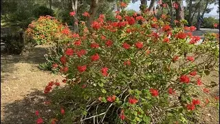 ПЕЛАРГОНИИ - ГИГАНТЫ! Сад Пеларгоний-Великанов! Giant Geranium Pelargonium Куст диаметром 4м!