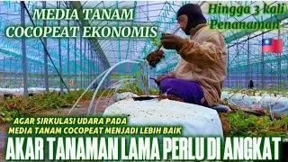 CABUT AKAR AGAR TANAMAN BARU TUMBUH DENGAN LEBIH BAIK 🇹🇼