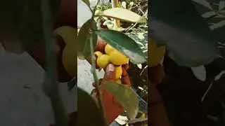so many lemons on lemon tree || 