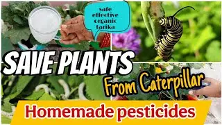 Save Plants From Caterpillar/पौधे को कैटरपिलर से मरने से कैसे बचाएं/safe effective organic tarika 