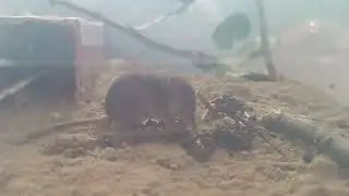 землеройка ест червя-2