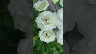 ИВ Галина Уланова и ЛиА Лаура