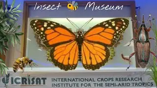 Insect Museum at ICRISAT