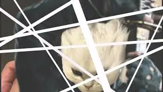 Vergil Cat Shitpost