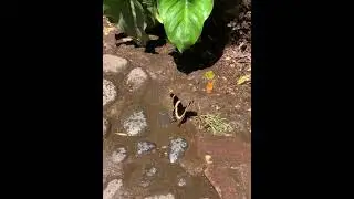 Butterfly in Uruapan