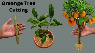 How to propagate orange tree from cutting🍊Growing orange tree from cutting