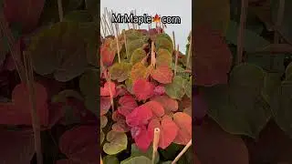 Cercis canadensis 'Hearts A'Fire' Redbud! Buy it at MrMaple.com! #mrmaple #redbudtree
