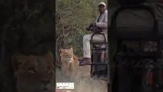 #shorts #trending ##trendingshorts #lion #kingofforest #wildanimals #wildphotography #shortsvideo